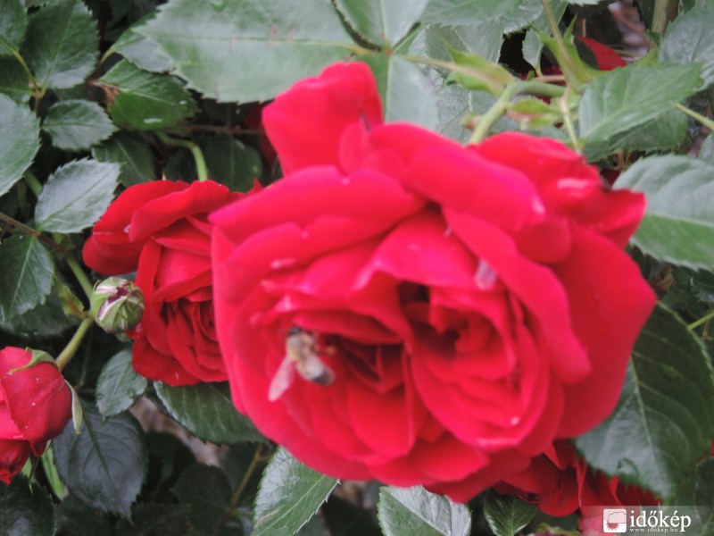 Rózsa és méhecske