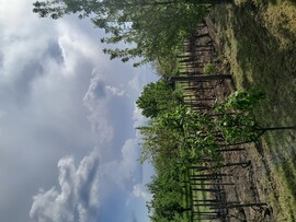 Tárkány
