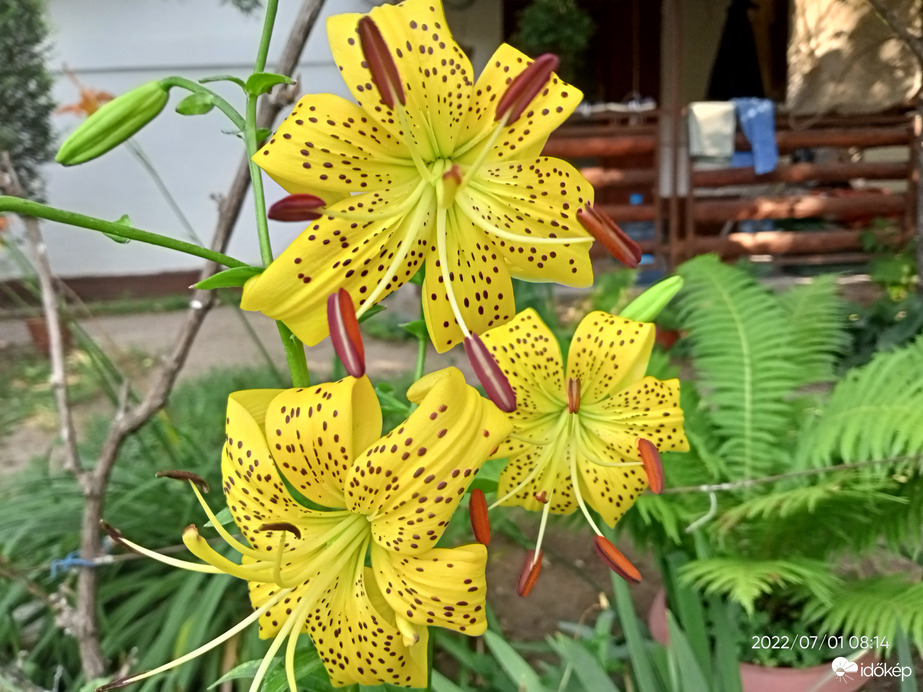 Liliom 