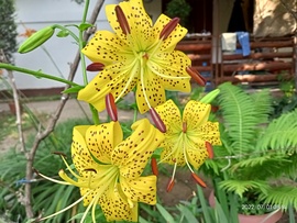 Liliom 