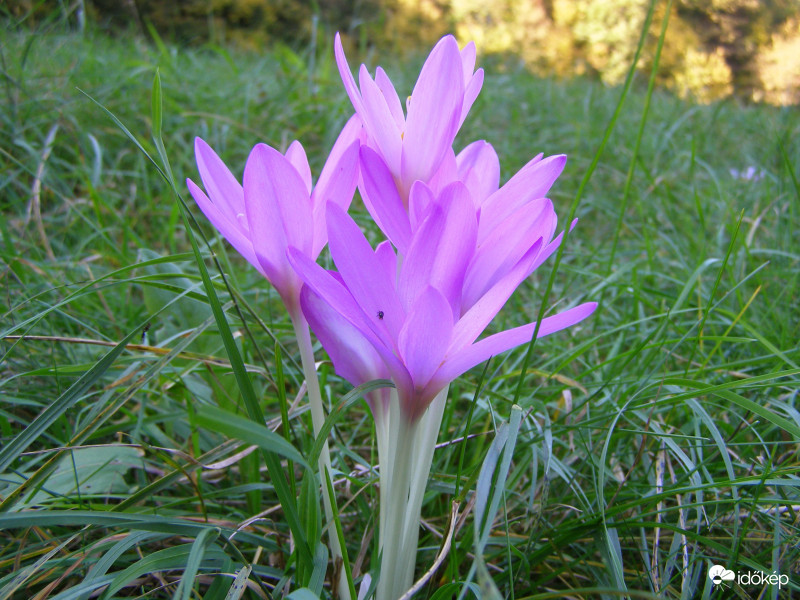 Őszi kikerics
