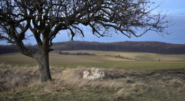 Fa - Kő - Bakony