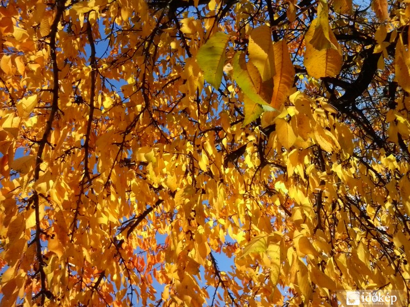 Gyönyörű november.