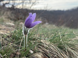 hagnes68 fotója