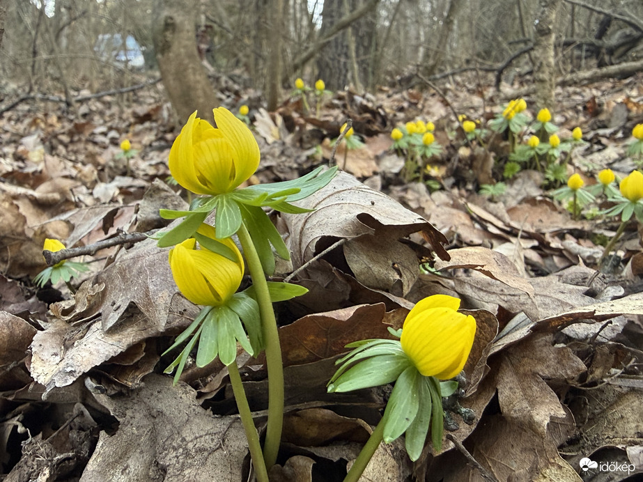 Kikeletnyitó téltemető virág