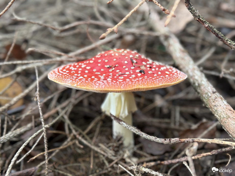 hagnes68 fotója