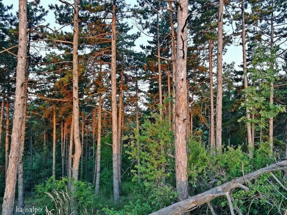 Pilisszentiván