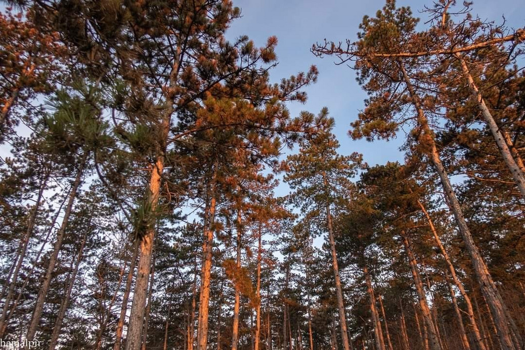 Pilisszentiván