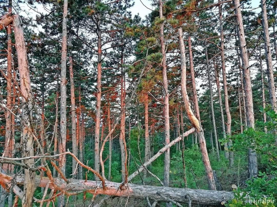 Pilisszentiván