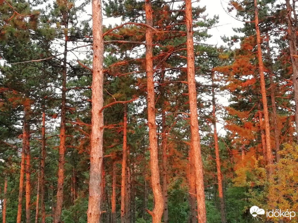 Pilisszentiván