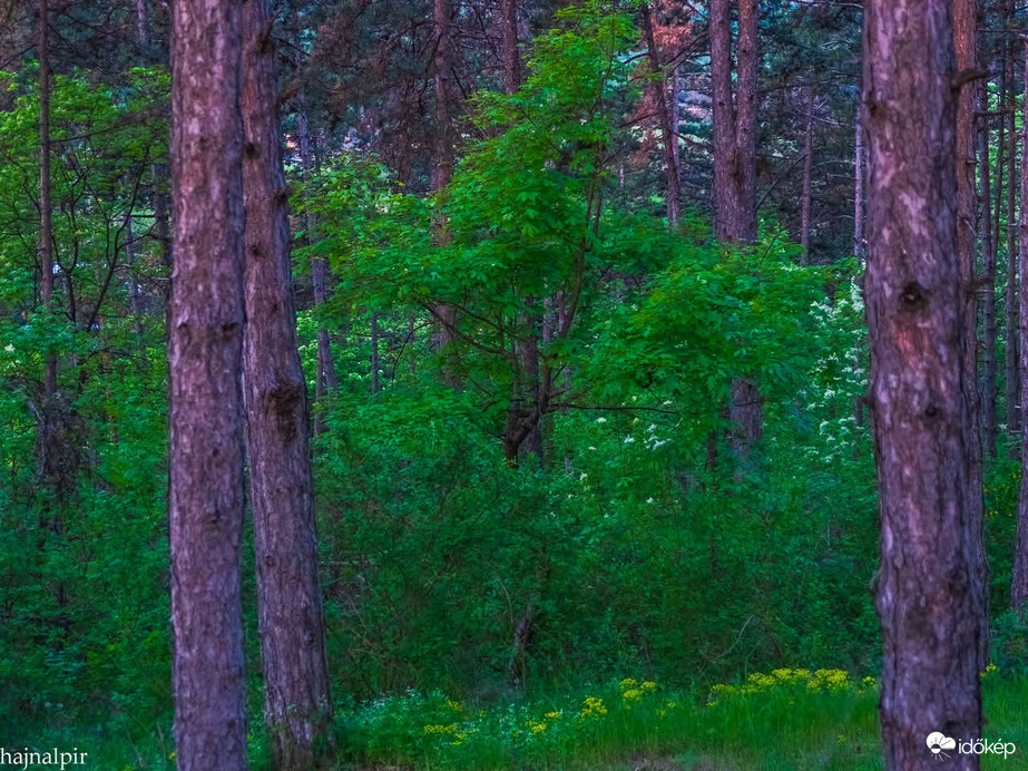 Pilisszentiván