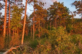 Pilisvörösvár