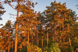 Pilisszentiván