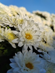 tündöklés a napfényben