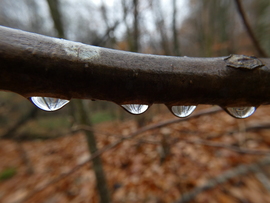 Egy esős nap az erdőben