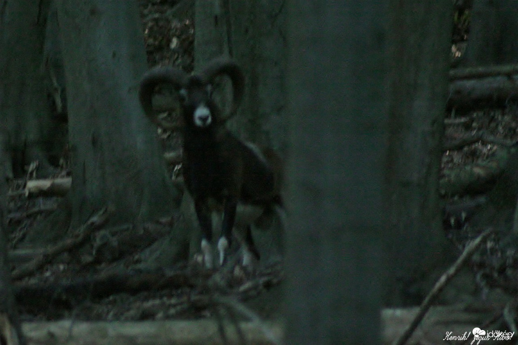 A muflon kos.