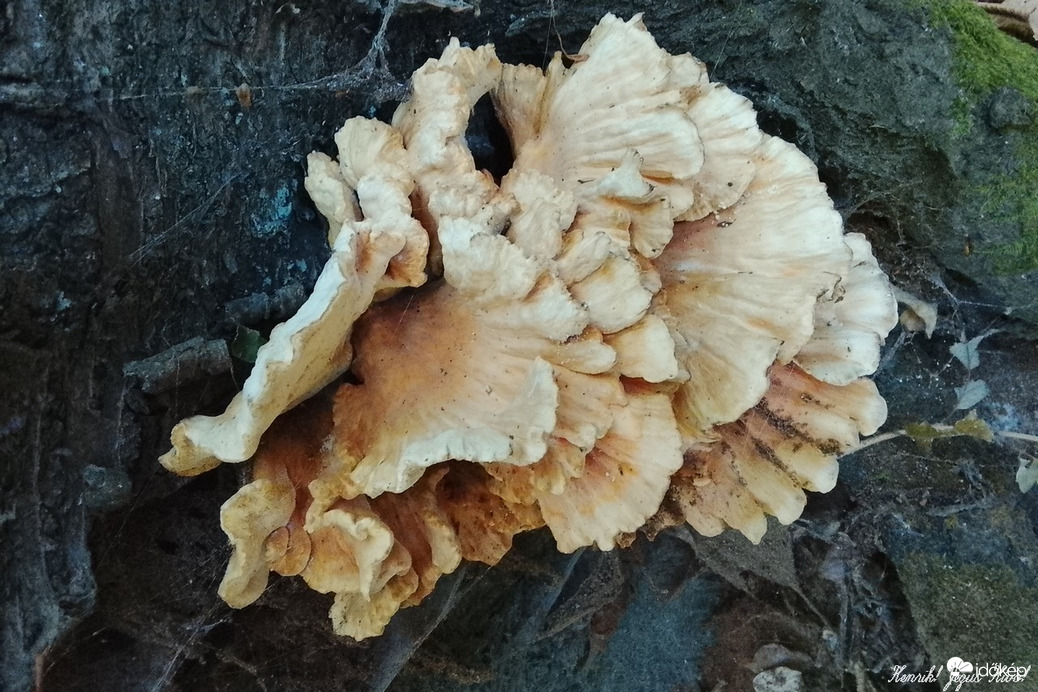 Sárga gèvagomba.