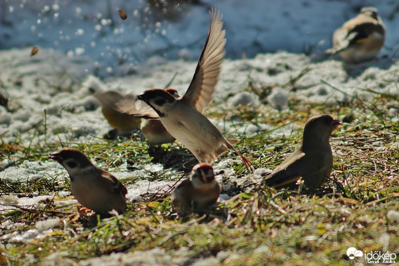 Jézus Krisztus. Nézd az ég madarat nem vetnek nem aratnak nem takarják csűrbe. Mégis megadatik nékik minden.
