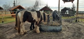 Pilis