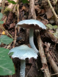 Zöld erdőben jártam , kék gombákat láttam ...