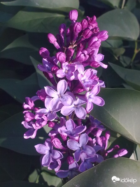 Bélatelep