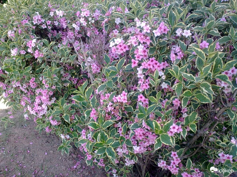 Weigela -rózsaszínben