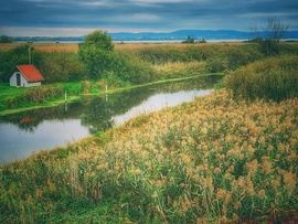 Ószi anzix (Zala-folyó & Balaton)