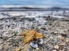 Balaton