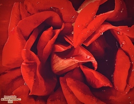 "Könnyező" rózsa