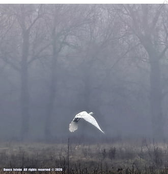 Szállj, csak szállj!