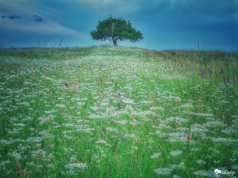 Vackorfa és turbolya-tenger