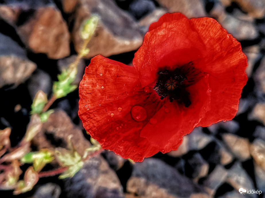 "Az Élet él és élni akar..."