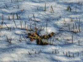 Új élet(ek) sarjad(nak)...