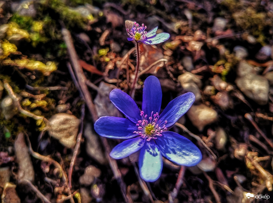 hatakamata fotója