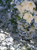 Cseresznye fa virága