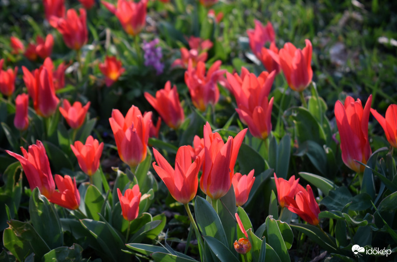 Tulipán 