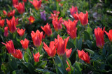 Tulipán 