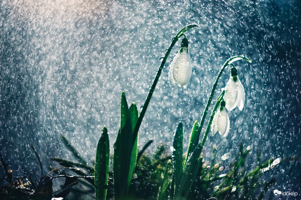 Fürdőző hóvirágok
