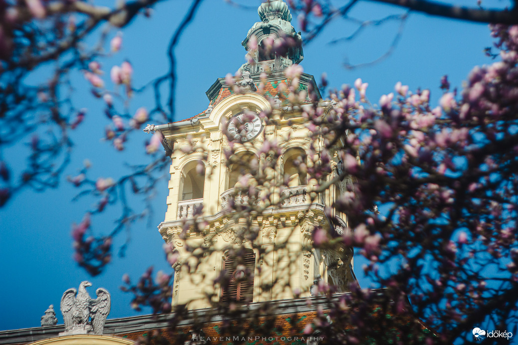Szeged csodálatos magnóliái lassan kinyitják szirmaikat