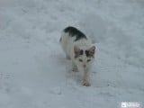 Macska és a tél