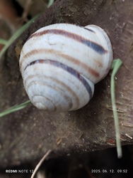 Nemesbük