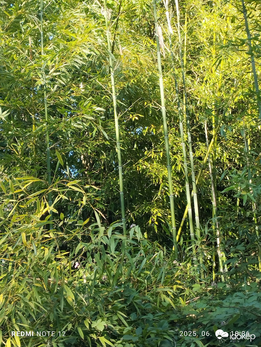 Nemesbük