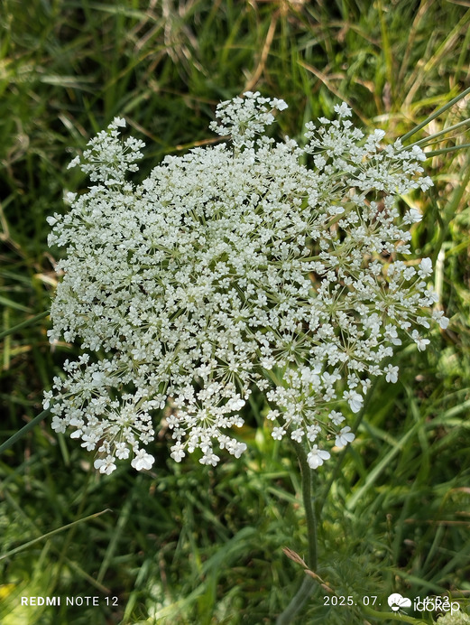 Nemesbük
