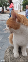 Nemesbük