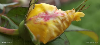 Nemesbük