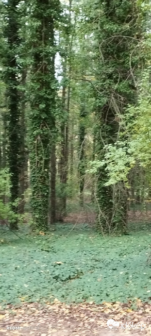 Nemesbük
