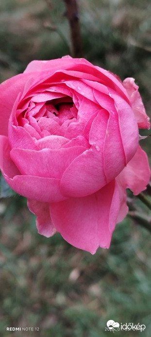 Kitartó rózsám ma reggel.