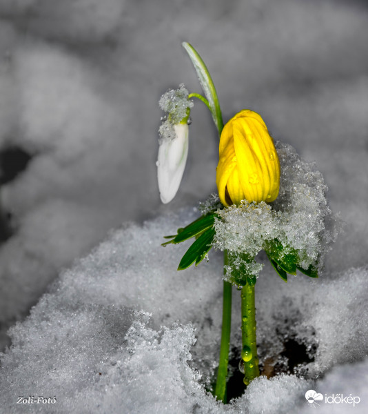 Téltemető-Hóvirág