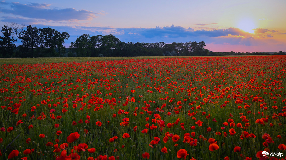 Poppys Sunset 