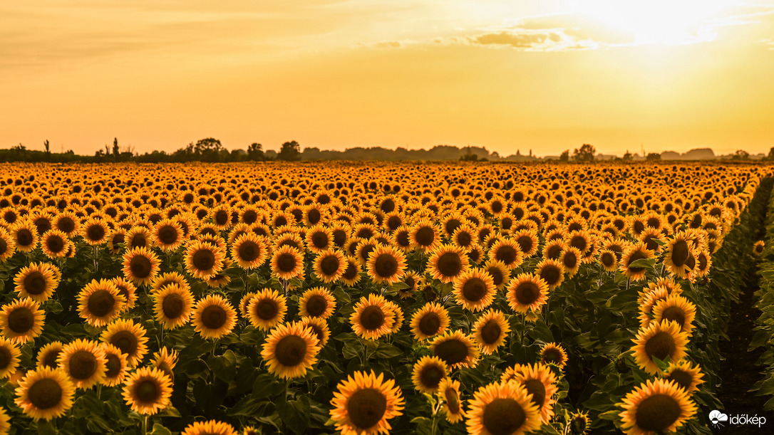 Sunset sunflower 
